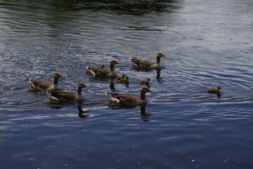 Greylag Geese or Graylag Geese (Anser anser) on the River Tweed at Kelso in the Scottish Borders, Scotland, UK