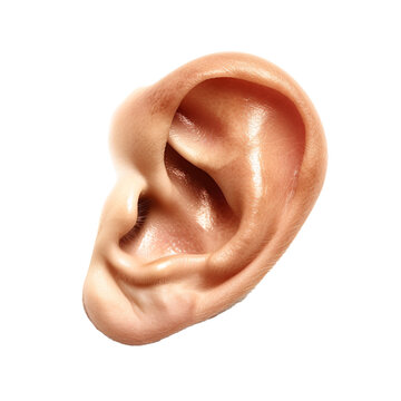 recommend clip art: Close-Up of a Human Ear Isolated on Transparent Background