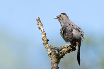 Catbird Under a Blue Sky Sings a Song