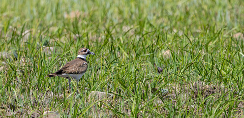 A Killdeer Stands in an Illinois Prairie
