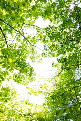 green leaves background