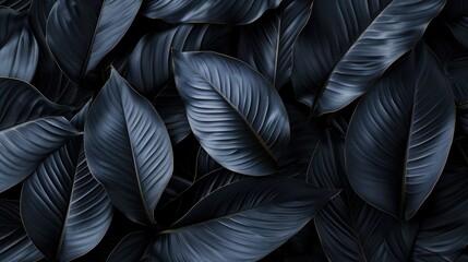 Textures of abstract black leaves for tropical leaf background.