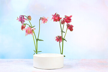 Beautiful spring blooming aquilegia on a sunny background, banner. Abstract floral arrangement with...
