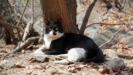 black and white cat