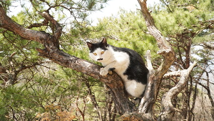 the charm of a tuxedo cat