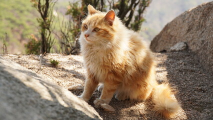 Yellow Norwegian Forest Cat