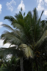 Fototapeta premium Palm trees on the island of Bali