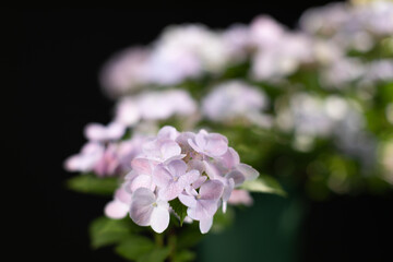 Obraz premium 薄紫のアジサイ