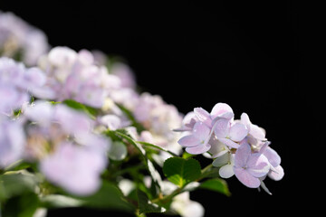 薄紫のアジサイ