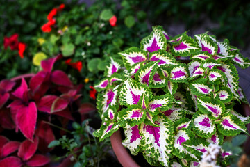Closeup of Coleus flower in a pot