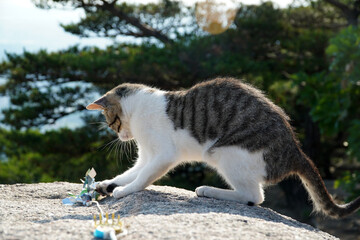 cat on a rock