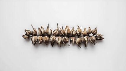 Dried rose buds on white background