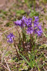 Alpine snowbell ( Soldanella alpina )