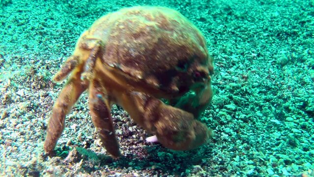 Sponge Crab (Dromia personata) walks along the seabed, small legs are visible with which the crab holds a sponge on its back for camouflage.