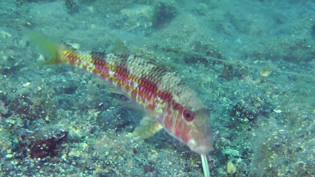 Marine fish Red mullet (Mullus barbatus) digs the sandy bottom in search of food, it is often accompanied by fish of other species, in the hope of food, close-up.