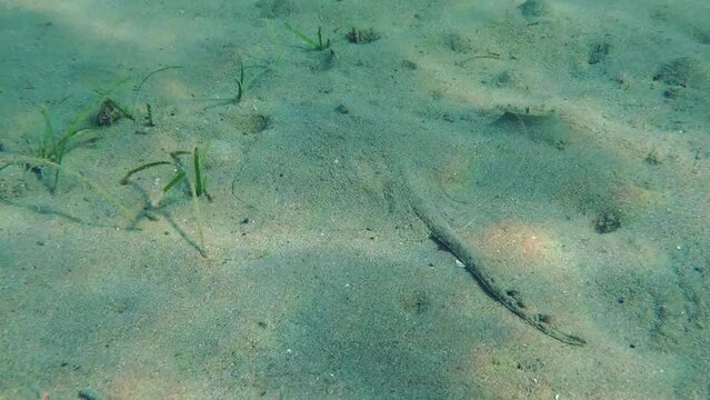 Marine fish Thornback Ray (Raja clavata) lies in sandy shallow water among sunbeams. Mediterranean.