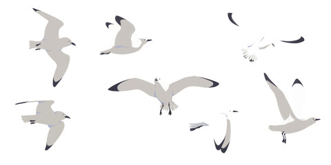 【透過素材】羽ばたくカモメさん