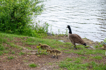Wild Goose  with chicks  in green nature on a river