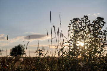 Obraz premium Plants in the light of the evening sun