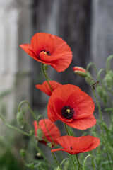 Obraz premium Les Coquelicots