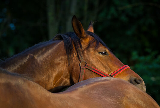 Portrety koni na letnim pastwisku