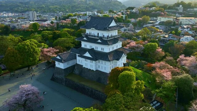 Traditional Japanese samurai castle in springtime with cherry trees in bloom, drone shot of Odawara castle in Japan, Japan travel