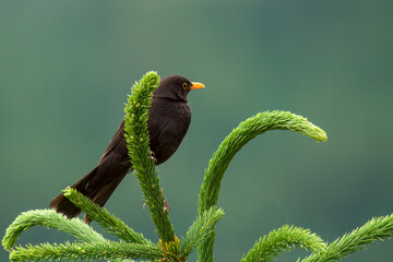 a blackbird male perched on a spruce tree with fresh shoots, at a spring morning