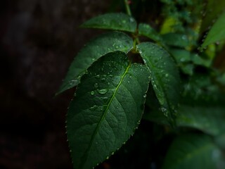 Dewdrops on the leaves, raindrops on the surface of the rose leaves