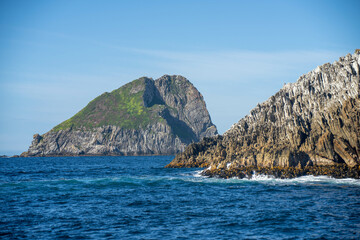 Naklejka premium Bull kelp seaweed growing on rocks around an island in australia with waves breaking over it in the ocean in australia
