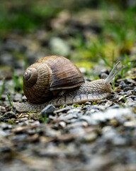 Snail slowly moving on the ground