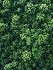 Aerial view of lush green forest canopy, showcasing dense foliage and natural beauty. Perfect for nature, environment, and conservation themes.