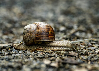 Closeup shot of a snail slowly moving on the ground
