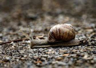 Closeup shot of a snail slowly moving on the ground