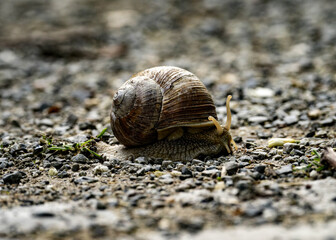 Closeup shot of a snail slowly moving on the ground