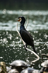 Great cormorant perched on a tree branch near the body of water