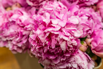 Pink flowers blooming peonies, bouquet.