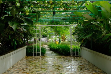 Fototapeta premium tropical terrace with passion fruit plant pergola. tropical plants.