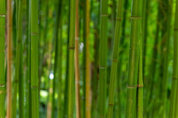 Fototapeta premium row of green bamboo plants with brown tips