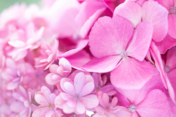 大きな花と小さな花のアジサイの背景（ピンク）