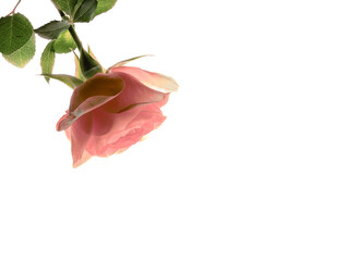 roses on table, rose for gift card, 