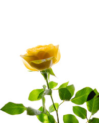 roses on table, rose for gift card, 