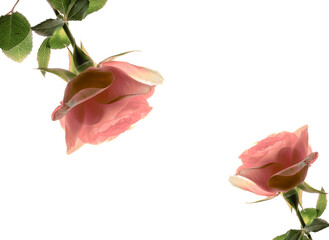 roses on table, rose for gift card, 