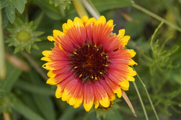 Gaillardia aristata is a North American species of flowering plant in the sunflower family, known by the common names common blanketflower and common gaillardia.  Berggarten – Hanover, Germany.