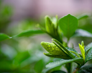 くちなし　甘い香りの真っ白い美しい花　花言葉は、喜びを運ぶです。