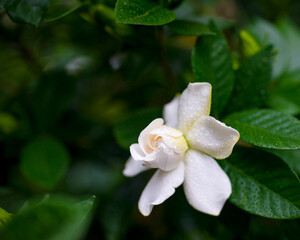 Fototapeta premium くちなし 甘い香りの真っ白い美しい花 花言葉は、喜びを運ぶです。