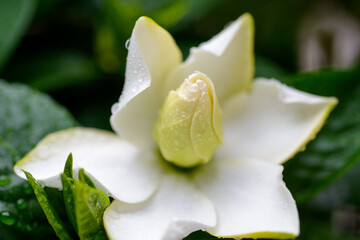 くちなし　甘い香りの真っ白い美しい花　花言葉は、喜びを運ぶです。