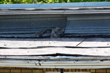 Des b&eacute;b&eacute;s &eacute;cureuils vivent sur le toit d'une maison
