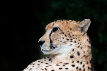 Cheetah
Cheetahs are the fastest land mammals, and can reach speeds of up to 70 mph over short distances. The cheetah faces many threats to its survival, including a high mortality rate for cubs, loss