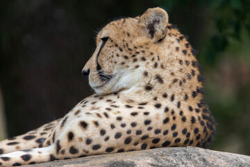 Cheetah
Cheetahs are the fastest land mammals, and can reach speeds of up to 70 mph over short distances. The cheetah faces many threats to its survival, including a high mortality rate for cubs, loss