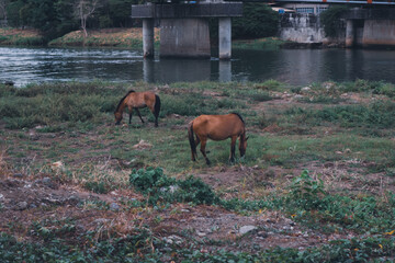 horses on the river
